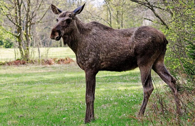 8 Person Holiday Home in Billingsfors - Photo 4