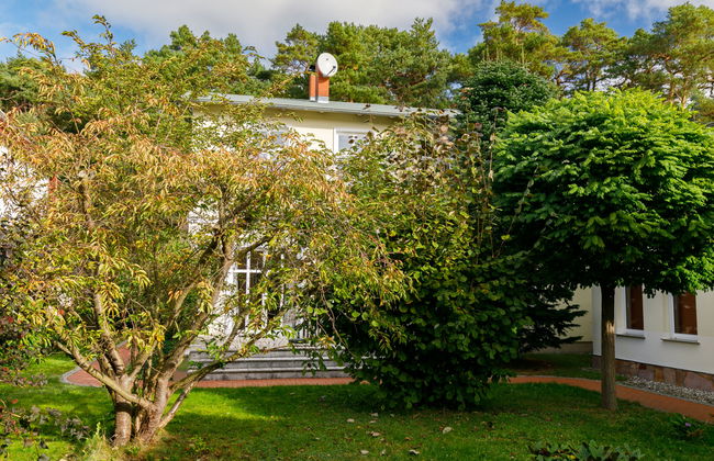 Sonnenblume - Foto 23