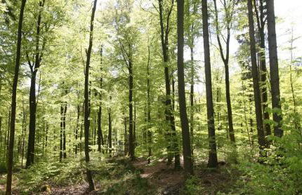 Ferienhaus am Solling - Foto 19