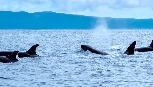 Avistamiento de cetáceos en la isla de Pico