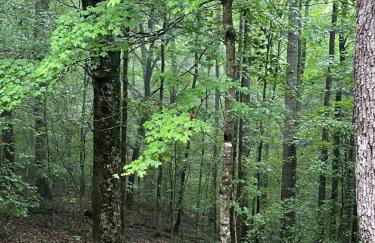 Turkey Creek Cabin Rentals #2 at Tims Ford lake - Foto 39