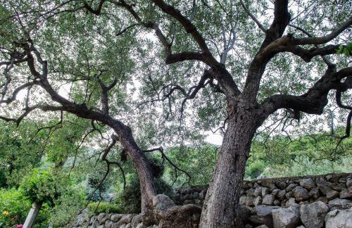 Olive Garden Apartments - Foto 32