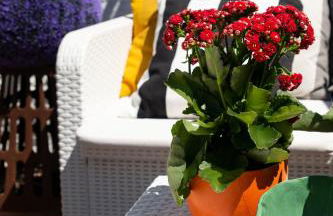 Casa Buganvília - Foto 9