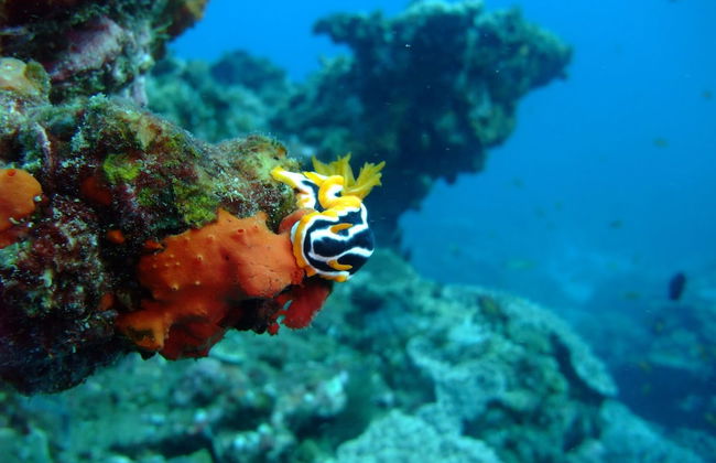 Coral Divers - Foto 14