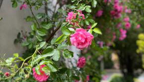 Charming Stadtvilla from 1895 Classic en Elegant - Foto 2