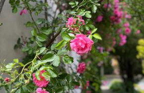 Charming Stadtvilla from 1895 Classic en Elegant - Foto 2