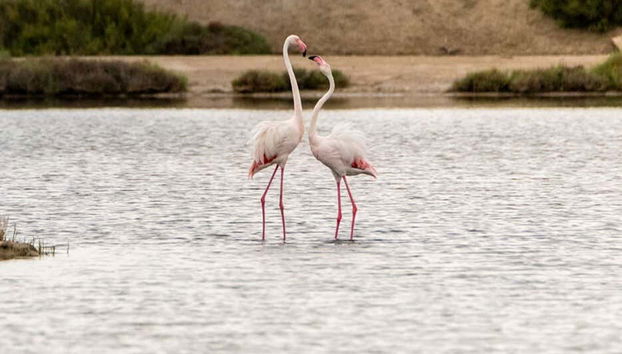 Couple de flamants roses dans le delta de l'Èbre