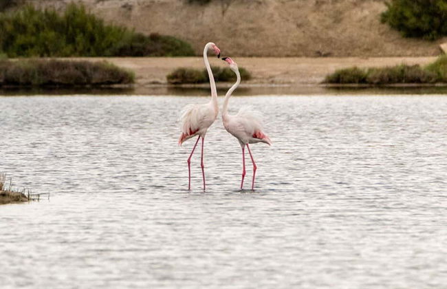 Observation de flamants roses dans le delta de l'Èbre au coucher du soleil - Photo 2