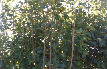 Casa de los abuelos - Foto 54