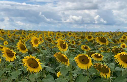 Przy Złotych Piaskach 1 - Foto 63