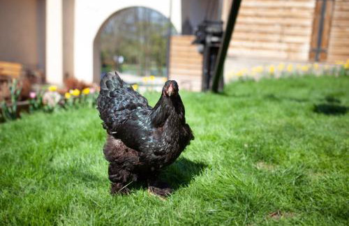 Gospodarstwo Agroturystyczne Kowalowe Wzgórze - Foto 26