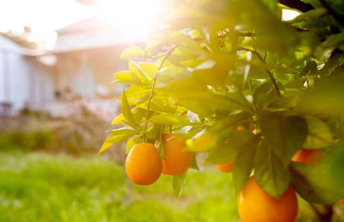 Casalinho in Portugal - Country House - Foto 6