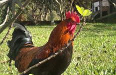 Sítio em meio a natureza, perfeito para relaxar - Foto 24