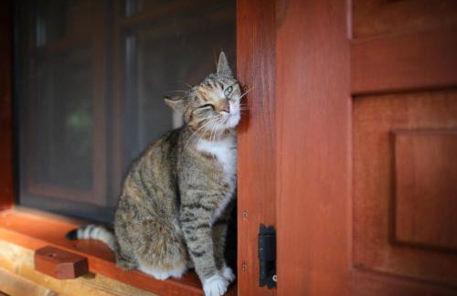 Leśny Zakątek balia kąpielowa ognisko sauna basen rowery w cenie pobytu Realizujemy Podlaski bon turystyczny - Foto 14