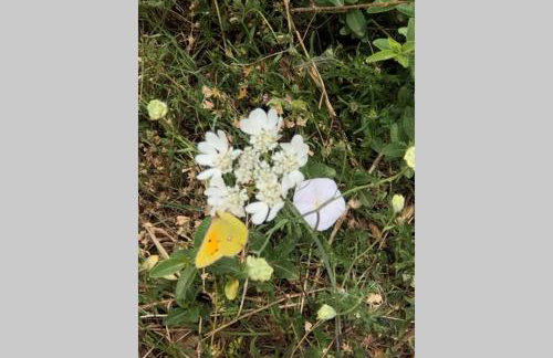 Villa Stanzietta Novigrad for 10 at Olive orchard - Foto 65