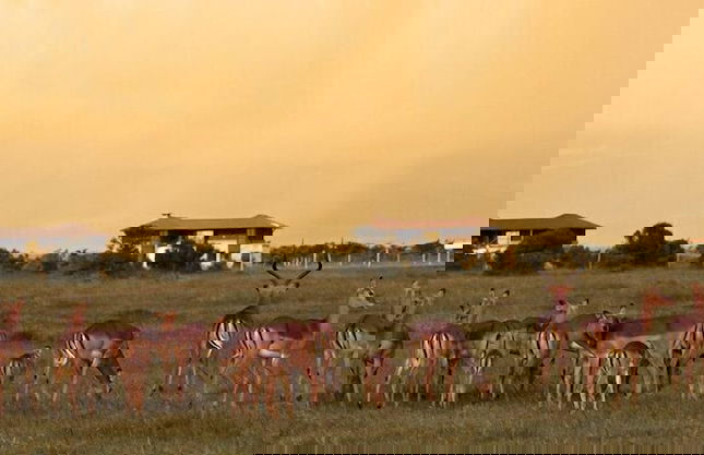 Ol Pejeta Holiday Villas - Foto 15