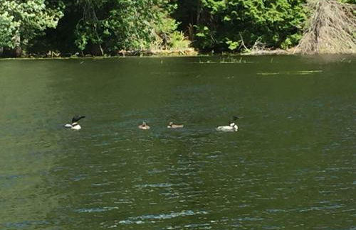 Escape to Tree House Island Life - Foto 45