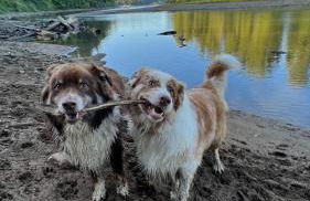 Blue Heron Sanctuary & Serene, river-front cottage - Foto 43
