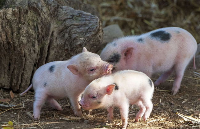 Nice Apartment in Daun-waldkonigen - Photo 11