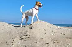 MONOLOCALE ESTENSI - Foto 29