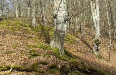 El rincón de Soto - Foto 37