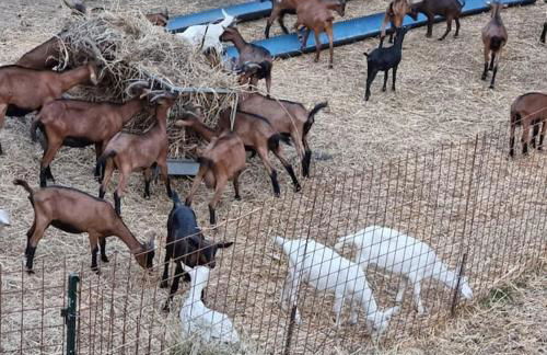 Agriturismo - La capra amaltea - Foto 51