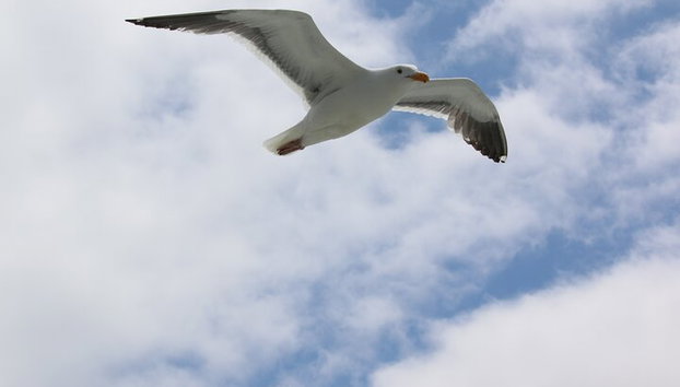 Sausalito Ferry from Pier 41, San Francisco - Foto 4
