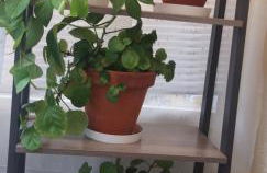 Casa rural los 7 pinos de Gredos - Foto 66