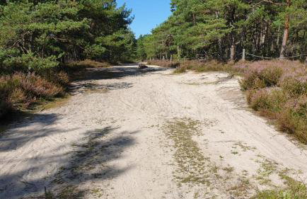 Słowińskie Widoki domki Flora, Fauna, noclegi Smołdziński Las - Foto 43