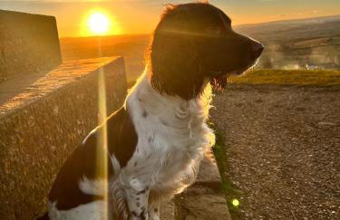 Spaniel Cottage with views of Ham hill, Stoke sub Hamdon - Photo 23