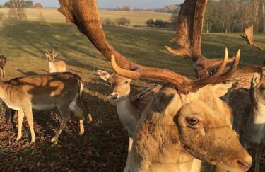 Im Naturschutzgebiet gelegene Ferienwohnung - Photo 9