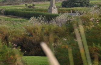 Oystercatcher, Pityme - Foto 21