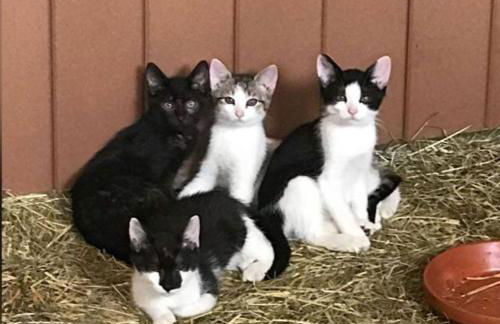 Ferienhof Ott im Rothenburger Land - Foto 28