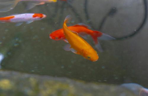 Lar de Sefa 15 - Foto 3