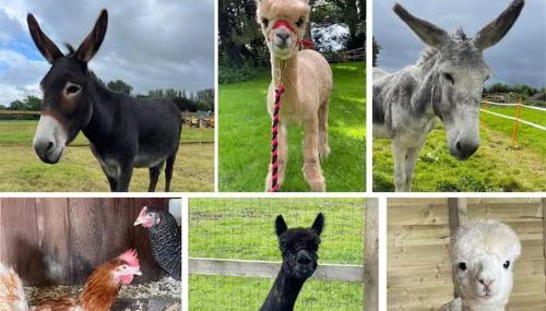 The Ox House - Foto 5