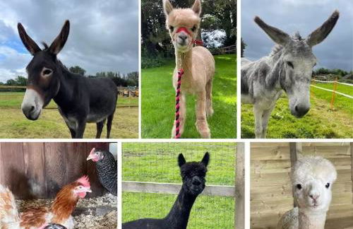 The Ox House - Foto 5