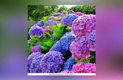 The Barn Owls - Foto 12