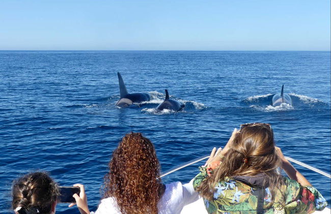 Faro Dolphin Watching Tour - Photo 6