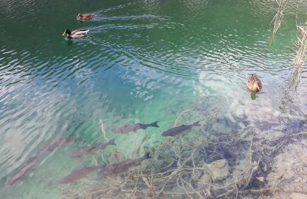 Vacation House Home, Plitvice Lakes National Park - Foto 18