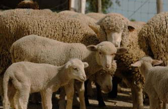 Herdade Vale de Cabras - Foto 22