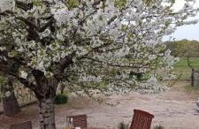 Pleine nature, 10 min zoo Beauval Mareuil sur cher - Foto 7