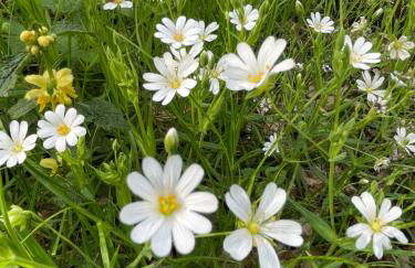 Wehr Orchidee Apartment - Foto 33