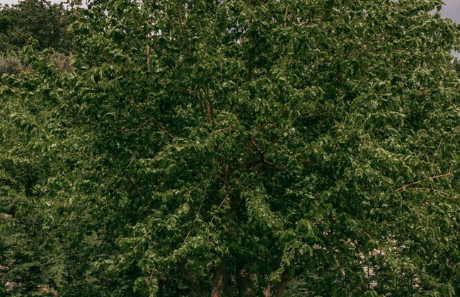 Uphill Glavanovic Villa - Foto 24