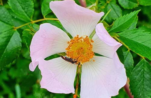 Apartament el mirador de la Cerdanya - Foto 65