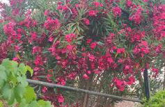 Finca y Casa Rural Los Huertos - Foto 46