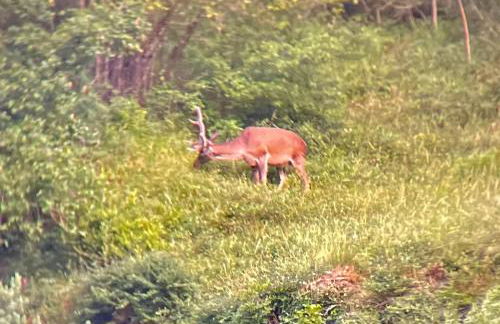 CALMFRANC ático abuhardillado con vistas al río y la montaña Avistamiento de ciervos en Canfranc Pueblo - Foto 37