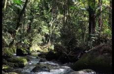 Chalé Encanto do Manacá - Foto 46