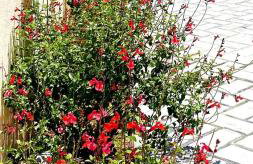 Reiki Villas Erikousa - Foto 41