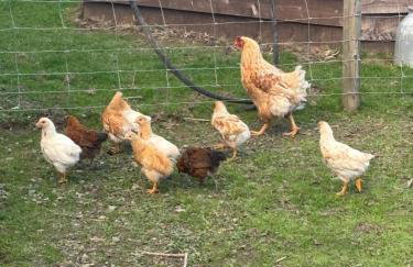 Bridie -rose with wood tub country retreat mini zoo - Foto 23