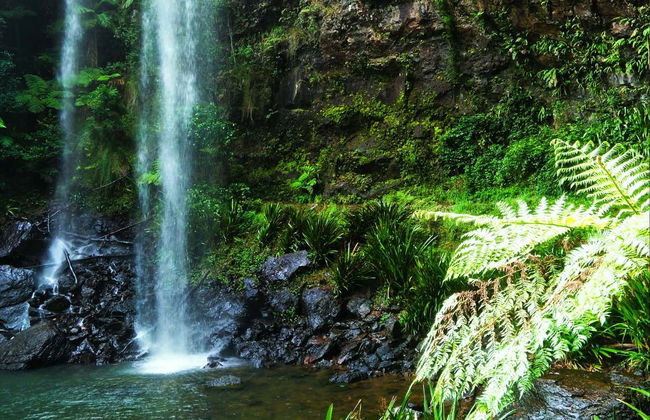Tour serale delle Glow Worm Caves - Foto 7